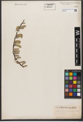 Foto von Salix wallichiana Andersson